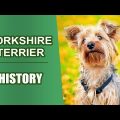 Famous Victorian Yorkie Terriers History