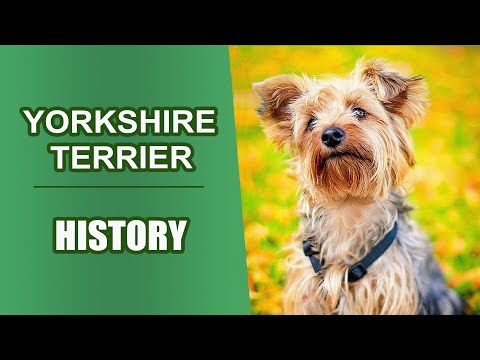 Famous Victorian Yorkie Terriers History