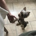 2 Month Old Yorkie Care Tips For New Owners