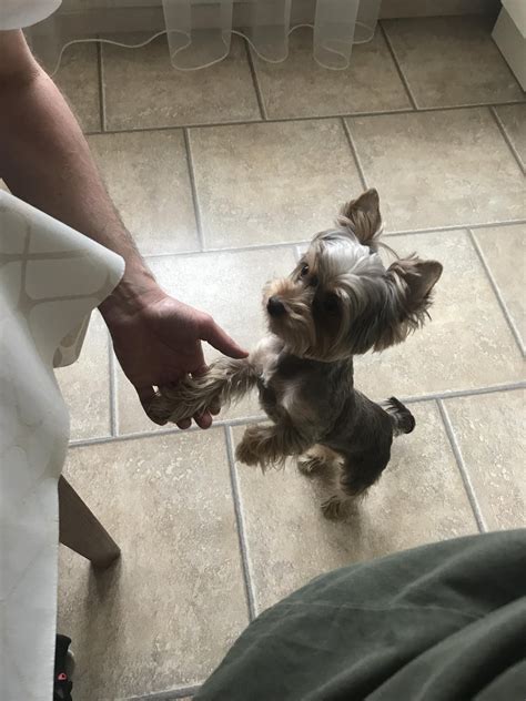 2 Month Old Yorkie Care Tips For New Owners