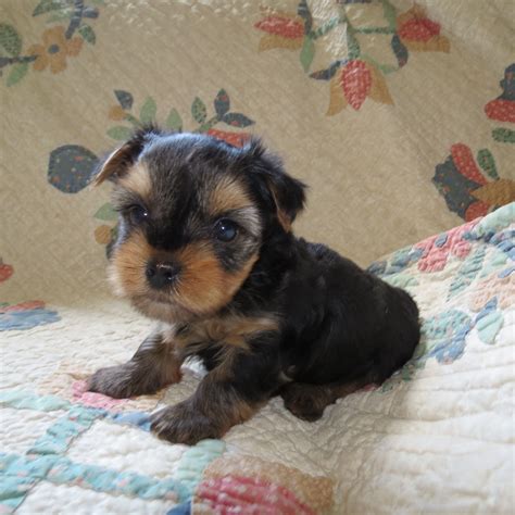 5 Week Old Yorkie Puppies And Care Tips