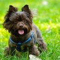 Adult Chocolate Yorkie and care tips for owners