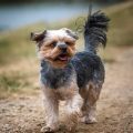 Are Yorkies Born With Short Tails