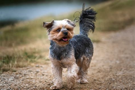 Are Yorkies Born With Short Tails