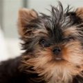 Are Yorkies High Maintenance?