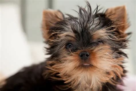 Are Yorkies High Maintenance? – Care Tips For Yorkie Owners