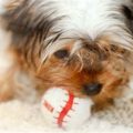 Are Yorkies Hyperactive And How To Manage It