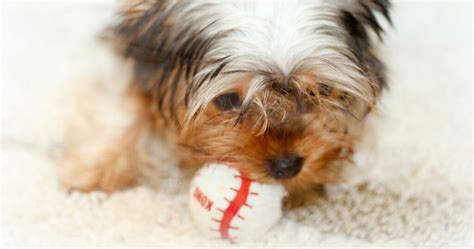 Are Yorkies Hyperactive And How To Manage It