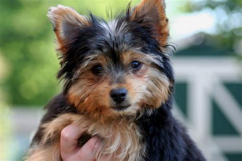 Are Yorkshire Terriers friendly with other dogs