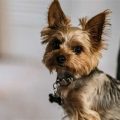 Average Lifespan Yorkie And How Long Do Yorkies Live?