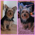 Before And After Yorkie Color Change Pictures – Stunning Transformations