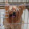 Best Crate For Yorkie Puppy And Top Options To Consider