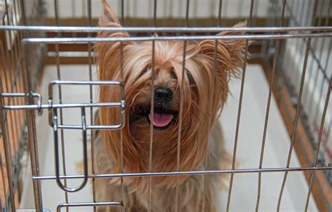 Best Crate For Yorkie Puppy And Top Options To Consider