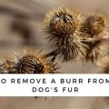 Burdock burrs on dogs removal