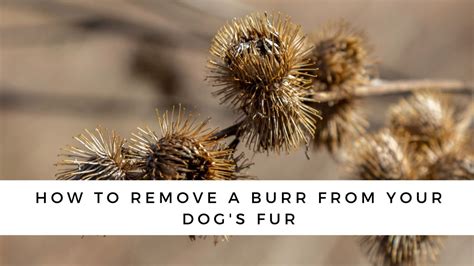 Burdock burrs on dogs removal