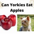 Can Yorkies Eat Apples And Health Benefits