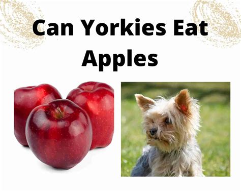 Can Yorkies Eat Apples And Health Benefits