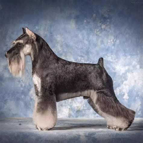 Classic Schnauzer Cut And Grooming Tips For Success