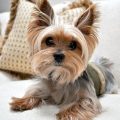 Cute Yorkie Haircuts And Trendy Styles For Your Pup