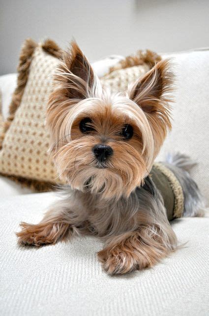 Cute Yorkie Haircuts And Trendy Styles For Your Pup