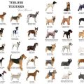 Different Types of Terriers – A Complete Guide