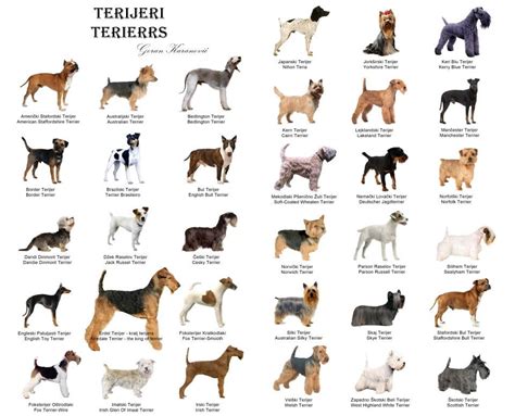 Different Types Of Terriers – A Complete Guide