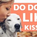 Do Dogs Enjoy Kisses?