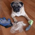 Dog Grooming Tips: Essential Dog Grooming Hacks