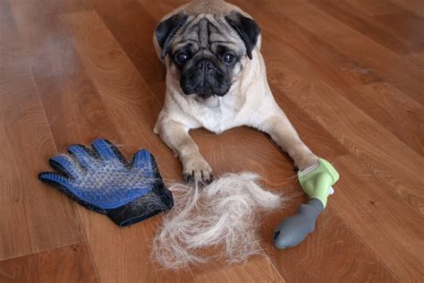 Dog Grooming Tips: Essential Dog Grooming Hacks