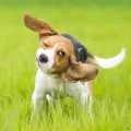 Dog Shaking When Excited – Causes And Solutions