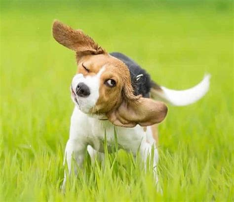 Dog Shaking When Excited – Causes And Solutions