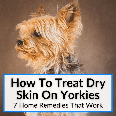 Dry Skin Yorkie Causes And Remedies