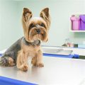 Fat Yorkshire Terrier and care tips for owners