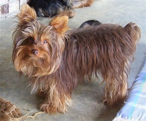 Full Grown Chocolate Yorkie And Health