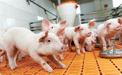 Gestation Yorkshire And Pig Breeding Techniques