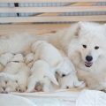 How Many Puppies In A Litter