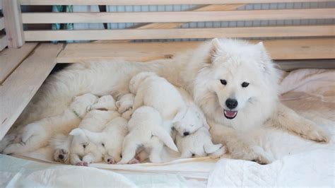 How Many Puppies In A Litter