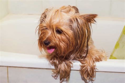 How Often Should You Bathe A Yorkie – How Often To Bathe A Yorkie