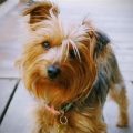 How Smart Is A Yorkie: Understanding Yorkie Intelligence