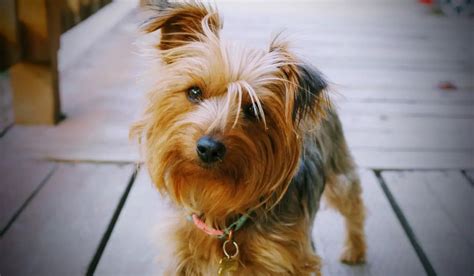 How Smart Is A Yorkie: Understanding Yorkie Intelligence