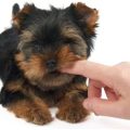 How can I make my Yorkshire Terrier stop biting