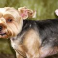 How long can Yorkshire Terriers be left alone