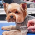 How often should Yorkies be groomed