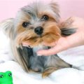 How often should a Yorkshire Terrier be bathed