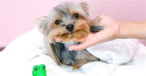 How often should a Yorkshire Terrier be bathed