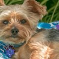 How often should a Yorkshire Terrier be fed