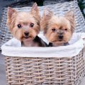 How To Breed Yorkies – A Complete Guide