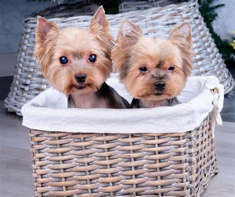 How To Breed Yorkies – A Complete Guide