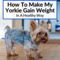 How To Make My Yorkie Gain Weight And Stay Healthy