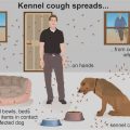 How to avoid Yorkie kennel cough